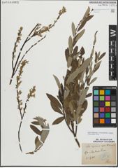 Foto von Salix myrsinifolia Salisb. x Salix repens L.